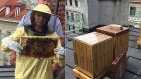 Primátorka Krnáčová vyrobila „metropolitní“ med. Včely žijí v úlech na střeše magistrátu