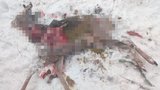 V Krkonošském národním parku umírá rekordní množství zvěře: Na vině jsou i neukáznění pejskaři