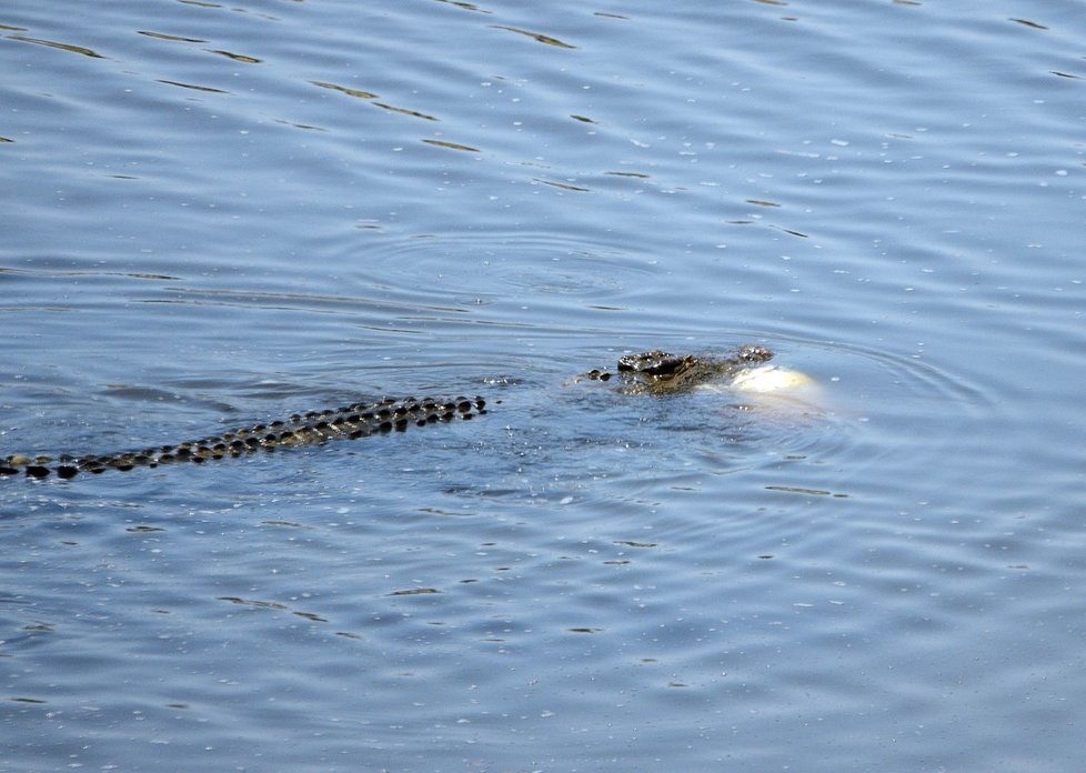 Krokodýl odplouvá s plným břichem.