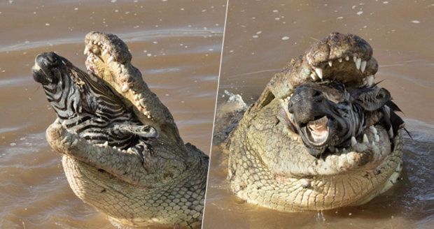 Krokodýl spolkl celou zebru, z tlamy mu vykukovala jenom její hlava