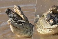 Krokodýl spolkl celou zebru, z tlamy mu vykukovala jenom její hlava