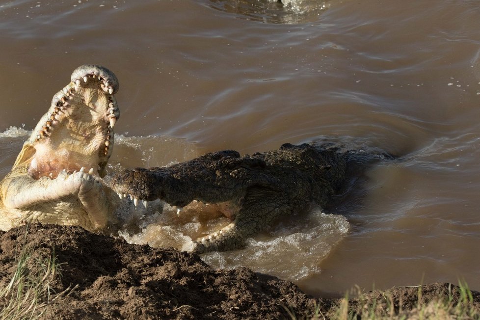 Krokodýl se s ostatními nepodělil ani o sousto.
