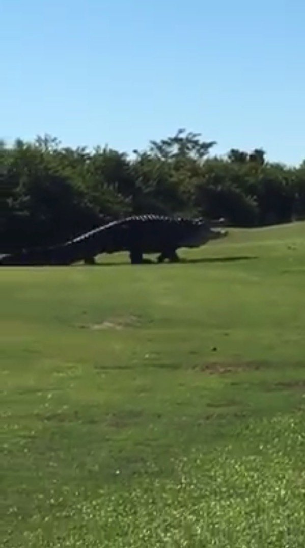 Takhle se zase procházel krokodýl po golfovém hřišti na Floridě.