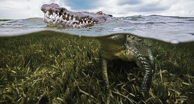 Krokodýlí panna: Mláďata i bez samce