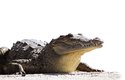 Krokodýl americký patří k největším druhům, samci mohou být až 5 m dlouzí