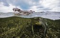 Krokodýl americký se nevyhýbá ani pobřežním mořským vodám