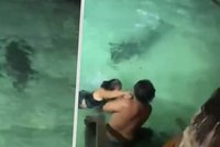 Setkání s krokodýlem natočila kamera: Turistky smrti unikly o vlásek