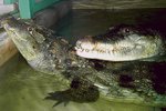 Samec krokodýla bahenního doráží na partnerku
