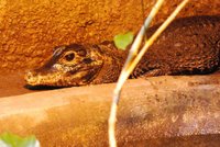 Krokodýlí prababička snůškou vajec zaskočila odborníky