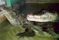 Krokodýli v Protivíně: K sexu potřebují publikum!