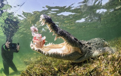 Ostrov Banco Chinchorro přitahuje fotografy z celého světa, protože je tam průsvitná, čistá voda. Krokodýli tam zajíždějí ve velkých hejnech, chutnají jim hlavně zbytky perutýnů.