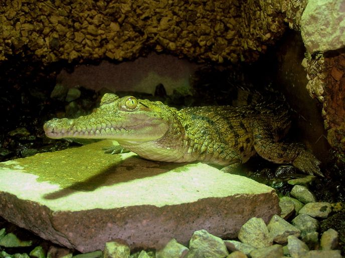 Krokodýl Johnstonův v Krokodýlí zoo v Protivíně