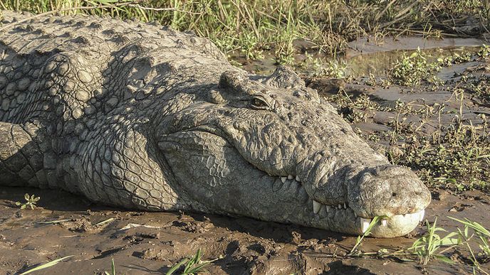 Krokodýl nilský. Tento druh zabil v Etiopii kněze, který křtil lidi v jezeře.