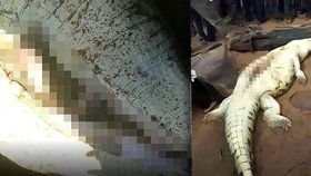 Vesničané našli uvnitř krokodýla ostatky pohřešovaného dítěte (†8).
