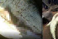 Brutální video: Vesničané našli v břiše krokodýla ostatky dítěte (†8)