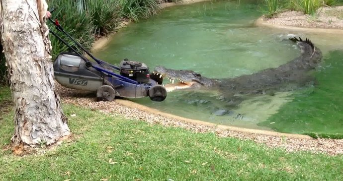Krokodýlovi se sekačka zalíbila a tak si pro ní došel.