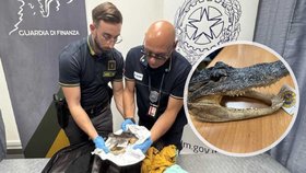 Celníci našli v kufru muže usušenou hlavu krokodýla.
