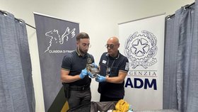 Celníci našli v kufru muže usušenou hlavu krokodýla.