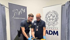 Celníci našli v kufru muže usušenou hlavu krokodýla.