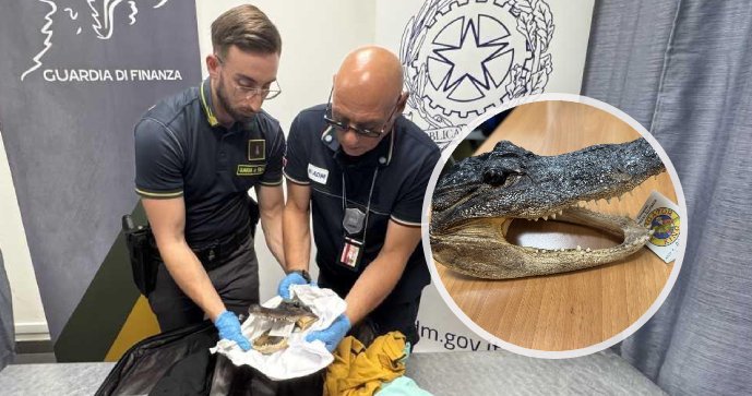 Celníci našli v kufru muže usušenou hlavu krokodýla.