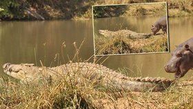 Nech můj ocas na pokoji, hrochu! Tlustokožec se zakousl do krokodýla