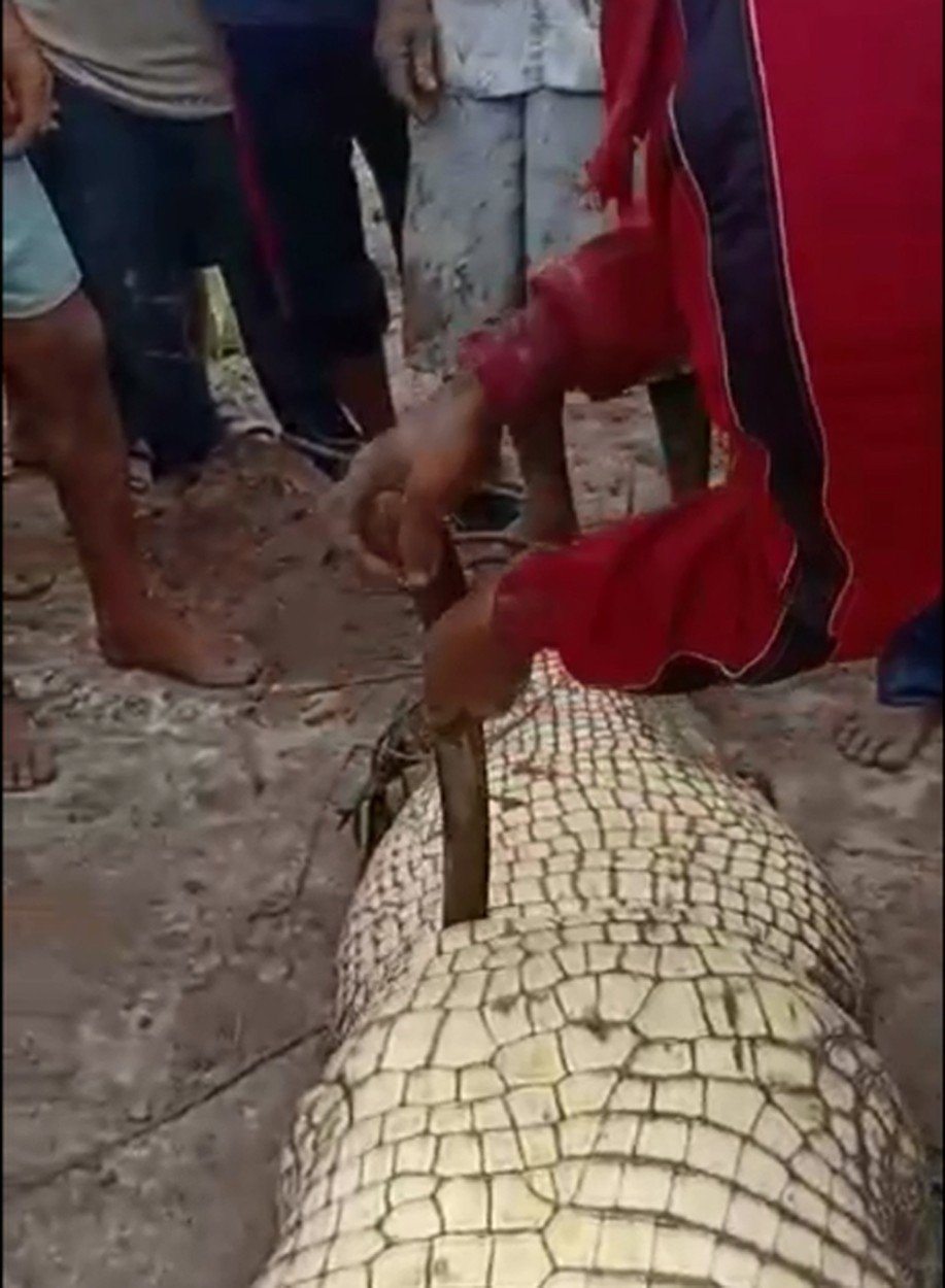 V útrobách krokodýla v Indii našli sežraného rybáře.
