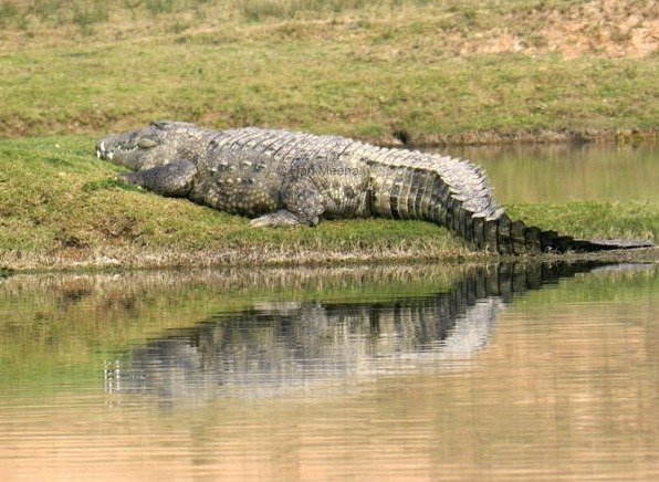 Krokodýlové jsou u nejvyšší sochy světa odchytáváni a zavírání do klecí (ilustrační foto)