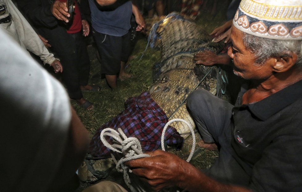 Krokodýl v Indonésii žil šest let s pneumatikou kolem krku. Prodavač ptactva ho dokázal vysvobodit.