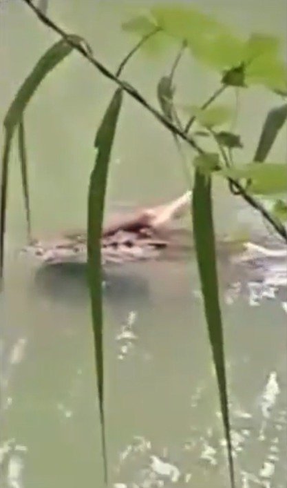 Krokodýli občas zaútočí i na člověka. Jeden zabil muže v Indonésii.