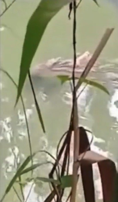 Krokodýl zabil muže v Indonésii.