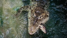 Na návštěvu ke krokodýlům: Zoo Praha zpřístupní zázemí vzácného druhu, vstupné půjde na jejich ochranu