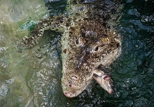 Zázemí vzácného a ohroženého krokodýla kubánského můžeme spatřit v pražské zoo každou neděli. Zážitkový program s odborným výkladem i ukázkou krmení lze objednat na eshopu Zoo Praha