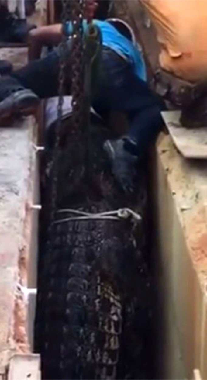 Záchranná akce trvala deset hodin, krokodýl poté bohužel zemřel.