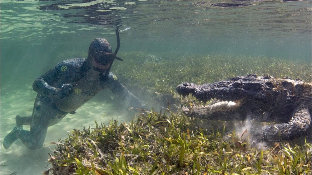 Krokodýl mořský: Odvážní potápěči si zahrávali se smrtí