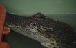 Čtyřletý samec krokodýla siamského přicestoval do jihlavské zoo z Anglie.