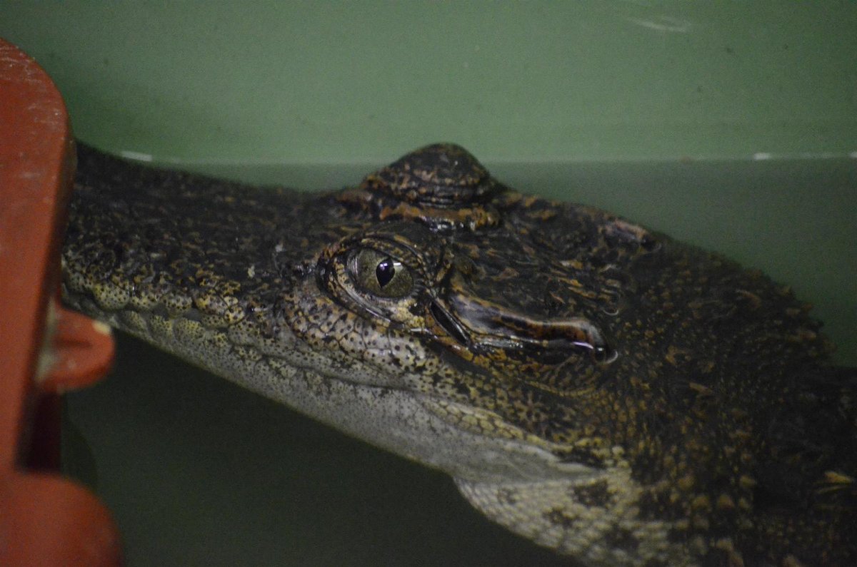 Čtyřletý samec krokodýla siamského přicestoval do jihlavské zoo z Anglie.