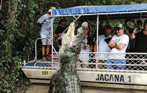 Obrovský krokodýl z vody vyskočil do výše střechy loďky. 