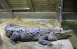 Kubánský krokodýl byl svého času ozdobou Discolandu Sylvie.