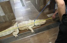 Hugo má místo běžných 150 cm rovné 2 metry: Jak se měří aligátor?