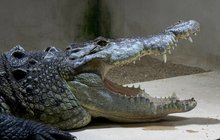 Našli vejce Jonákova krokodýla: Bude mít potomky?