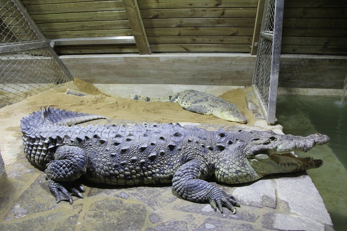 Kubánský krokodýl byl svého času ozdobou Discolandu Sylvie.