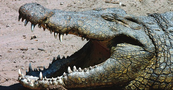 Do Botswany za krokodýly: Když se páří čtvrttunoví predátoři, je třeba mít se na pozoru!
