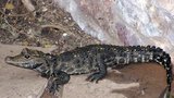 Krokodýl Mireček děsil Ostravu! Už se našel, překvapivě doma