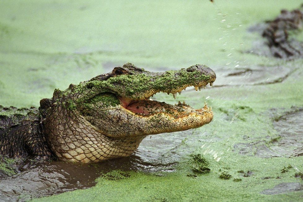 Krokodýl si nakonec na turistovi nepochutnal.