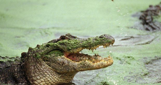 Australance se nepodařilo zachránit kamarádku z tlamy krokodýla (ilustrační foto).