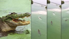 Krokodýl lovil v mexických vodách turistu. Naštěstí marně.