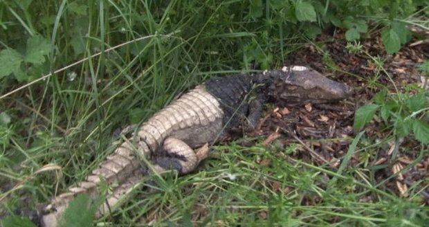Krokodýla nalezl rybář poblíž řeky Váh.