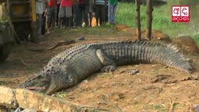 Ve městě na Srí Lance uvízl obří krokodýl.