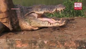 Ve městě na Srí Lance uvízl obří krokodýl.
