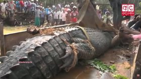 Pětimetrový obr v ráji turistů. Tunového krokodýla přemohl až bagr